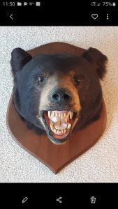 bear-head