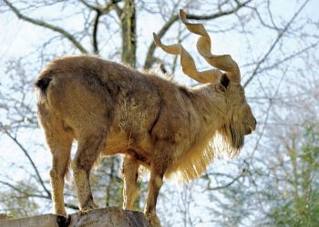 A Goat Named Jimmy Carter