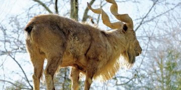 A Goat Named Jimmy Carter