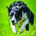 Fulks Run Border Collie Goes to Florida