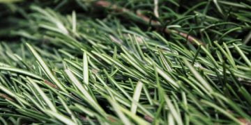 herbs-rosemary
