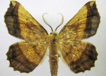 My Search For a Rare Moth, Euchlaena milnei