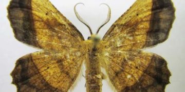 My Search For a Rare Moth, Euchlaena milnei