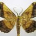 My Search For a Rare Moth, Euchlaena milnei