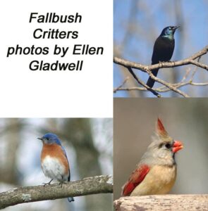 Fallbush Critters Plates