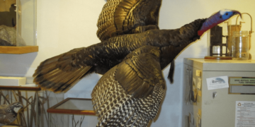 Turkey Hunting in the Runion’s Creek Area