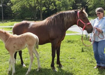 Mountain Pleasure Horses