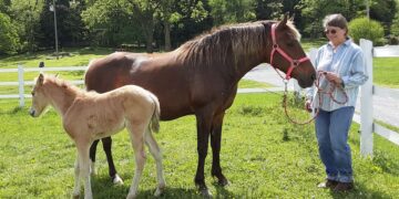 Mountain Pleasure Horses