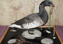 Hunting for the Elusive Brant Goose at Chincoteague, Virginia