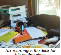 The Thing About Kittens