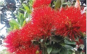 From the Potting Shed