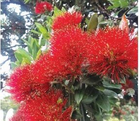 From the Potting Shed