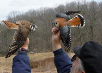 Man holding two barn owls