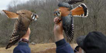 Man holding two barn owls