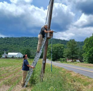Men climbing telephone pole