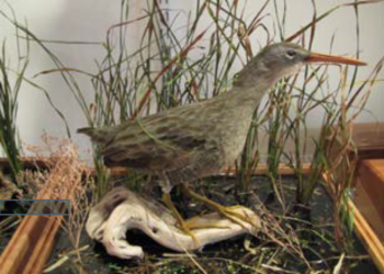 Rail hunting in the Tidal Marshes of Chincoteague, Virginia