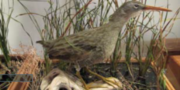 Rail hunting in the Tidal Marshes of Chincoteague, Virginia
