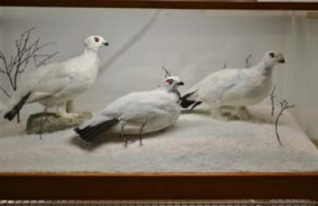 Ptarmigan Hunting in Alaska