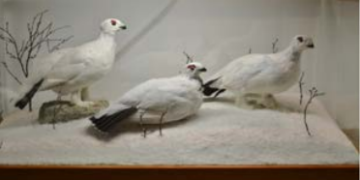 Ptarmigan Hunting in Alaska