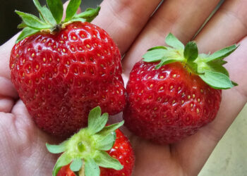 From the Potting Shed