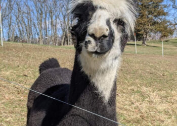 Still Meadows Enrichment Center and Camp