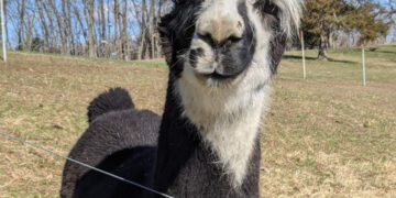 Still Meadows Enrichment Center and Camp