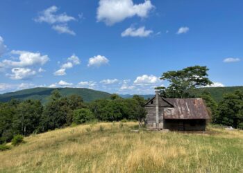 The Wandering Wilkins