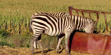 The Farm At Court Manor