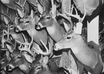 The Difference Between Zoos And Taxidermy Shops  