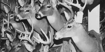 The Difference Between Zoos And Taxidermy Shops  