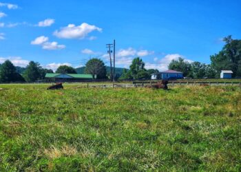 Two Bison in a field by a road.