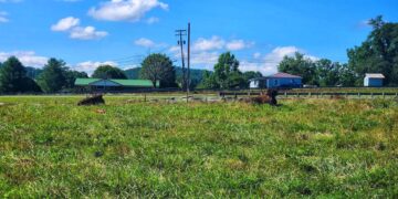 Two Bison in a field by a road.