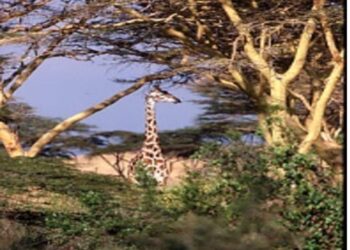 My Safari to Africa with Leonard Lee Rue III