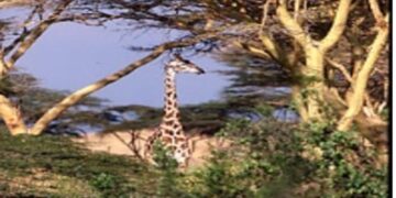 My Safari to Africa with Leonard Lee Rue III