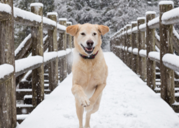 Dog running on snow.
