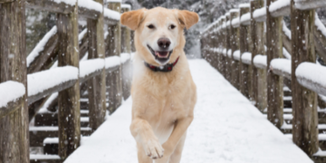 Dog running on snow.