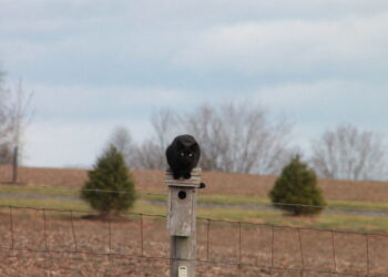 Black cat sitting on top of a birdhouse.