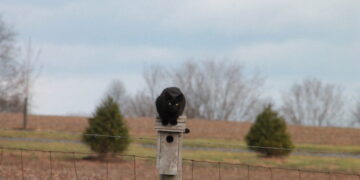 Black cat sitting on top of a birdhouse.