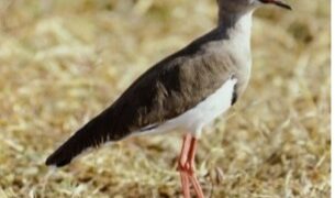 My Safari to Africa with Leonard Lee Rue II