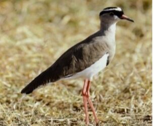 My Safari to Africa with Leonard Lee Rue II