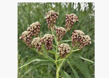 From the Potting Shed