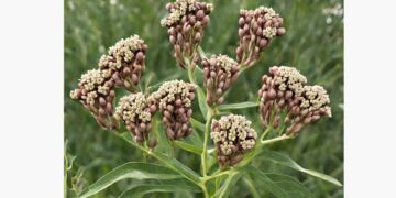 From the Potting Shed