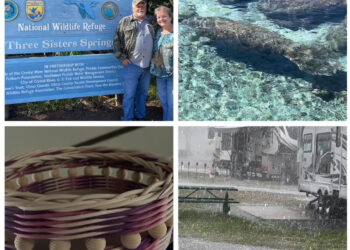 The Wandering Wilkins