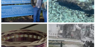 The Wandering Wilkins