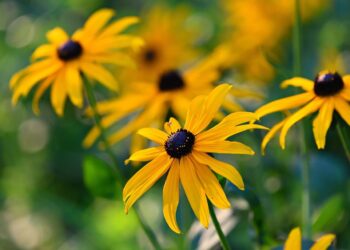 From the Potting Shed