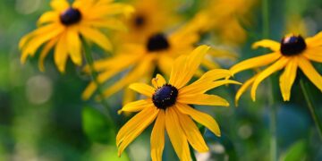 From the Potting Shed