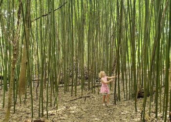 From the Potting Shed