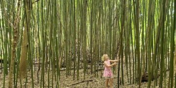 From the Potting Shed