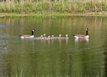 Geese on a pond.