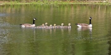 Geese on a pond.
